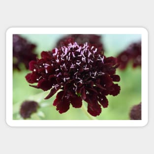 Scabiosa atropurpurea  Blackberry Scoop  Scoop Series Sticker